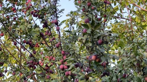 Large ripe purple plums Stock Footage 206173209
