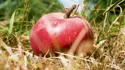 Large Ripe Red Apple Fallen from a Tree Lying in Garden Grass Stock Footage 346519221