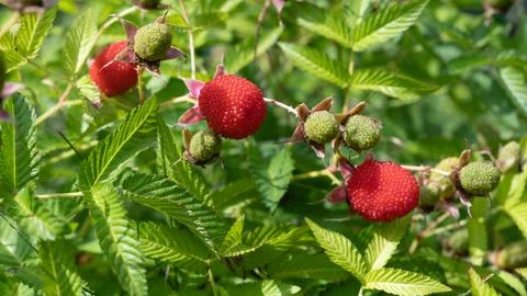 Large ripe red raspberry berries in a garden bed under the bright summer sun. Stock Photos