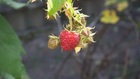 A large, ripe, red raspberry hangs on a green branch and sways in the wind on a 스톡 동영상 109402094