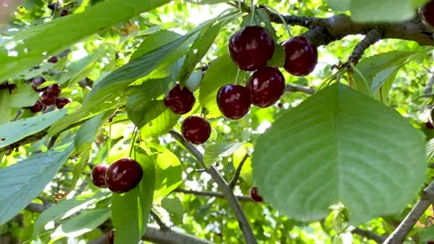 Large ripe red sweet cherry on a tree branch close-up. An orchard with green Stock Footage 157386335