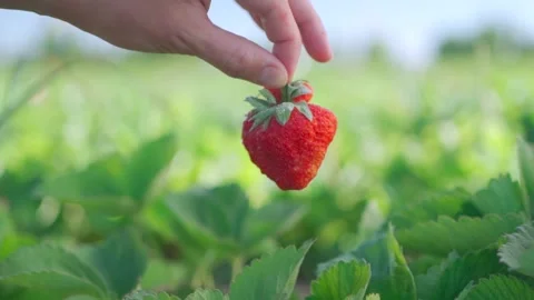 Large ripe strawberries in hand on the background of a strawberry plantation Stock Footage 154659451