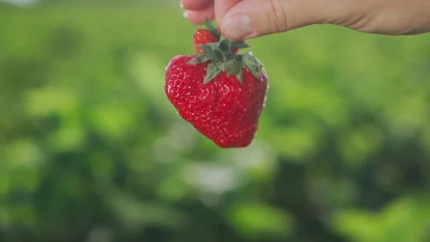 Large ripe strawberries in hand on the background of a strawberry plantation Stock Footage 155101500