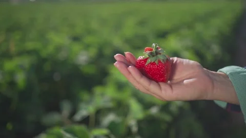 Large ripe strawberries in hand on the background of a strawberry plantation Stock Footage 155101548