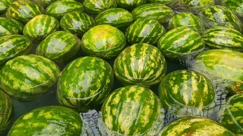 Large ripe watermelons float in water Stockbeeldmateriaal 203907876