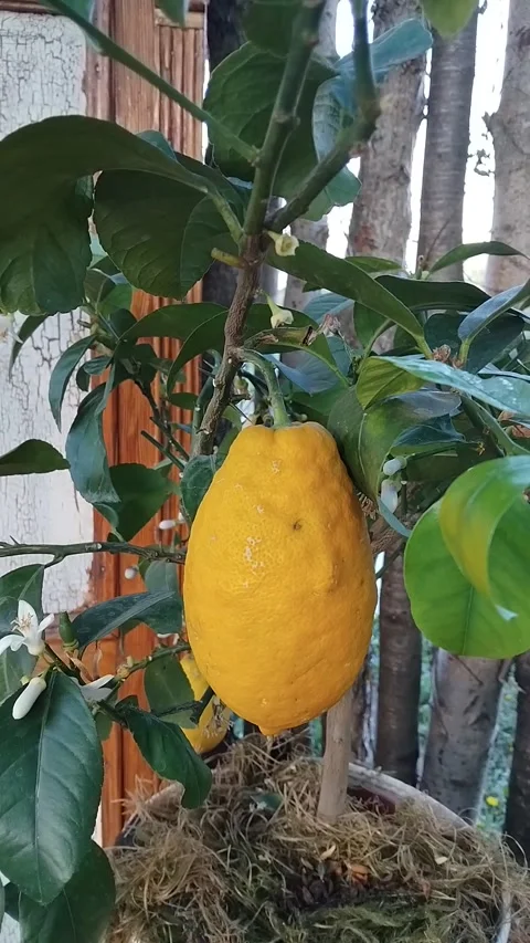 Large ripe yellow lemon growing on a tree branch with green leaves and flower Stock-Footage 333514580
