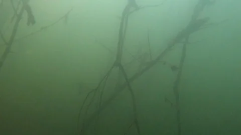 Large river catfish lies on underwater branches in a lake Stock Footage 129162602