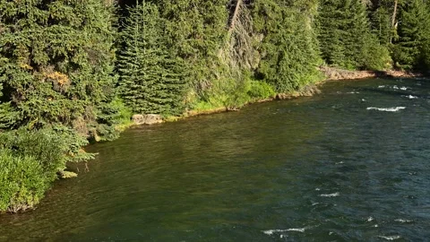 A large river of clear water cascades through an evergreen forest  Stock Footage 138891595