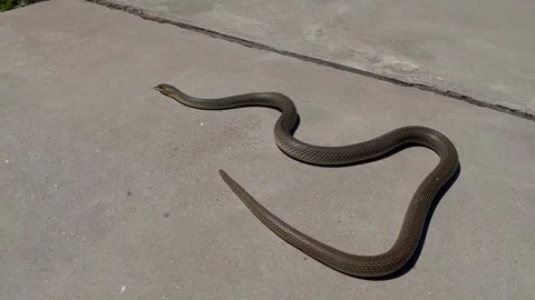 Large river snake crawls along concrete slab - wriggling its entire body 動画素材 304801796