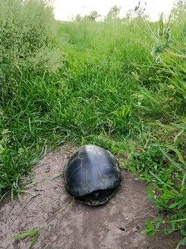 A large river turtle hiding in a shell on the river bank. Stock Photos