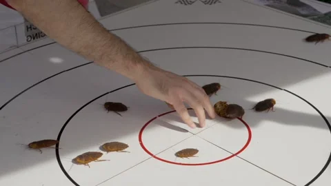 Large roaches unleashed Stock Footage 292704011