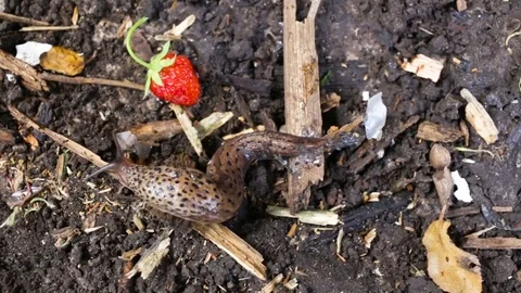 Large roadside middle Eastern leopard slug crawling past the strawberries Stock Footage 81588433
