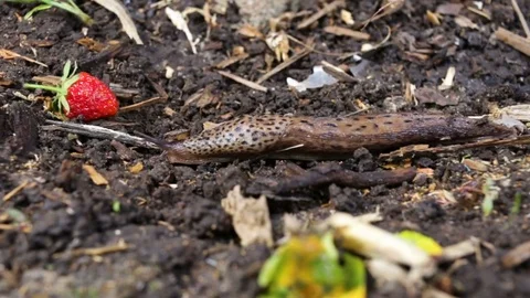 Large roadside middle slug Limax maximus crawling to the berry Stock Footage 81549791
