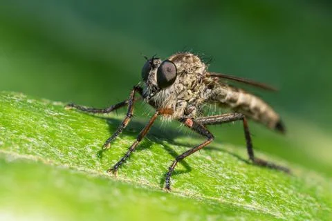 Large robberfly in sun light Stock Photos