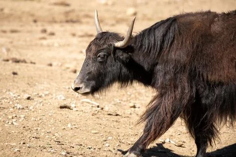 A large, robust yak in motion across a dry, dusty terrain. Stock-Fotos
