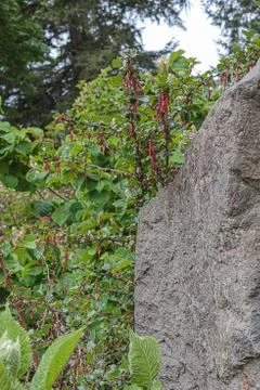 Large rock boulder in front of hanging red fuschsia Stock Photos