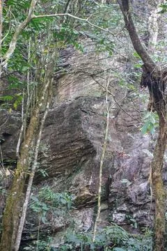 Large rock cliff covered with roots and lush trees inside a deep tropical forest Stock Photos