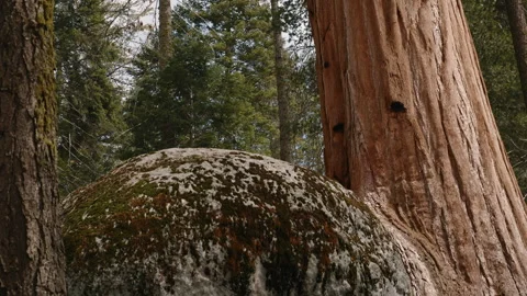 Large Rock Close to Sequoia Trunk in Forest Stock Footage 314895910