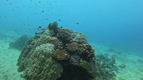 Large rock covered with corals against swimming tropical fishes Stock Footage 307491775