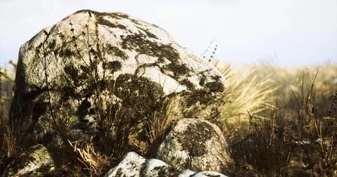 Large rock covered in moss surrounded by dry grass in natural setting Stock Illustration