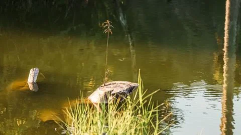 A large rock is floating in a pond Stock Photos