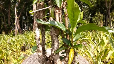 On the large rock grows a noni tree and thickets Stock Footage 326403665