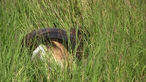 A large rock python coils around a thompson gazelle 스톡 동영상 87223205