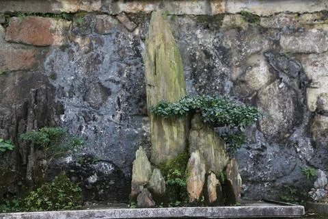 A large rock with a small tree growing out of it sits on a stone ledge Stock Photos