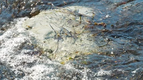 A Large Rock is Washed by Waves and Seaweed Slow Mo Stock Footage 318819858