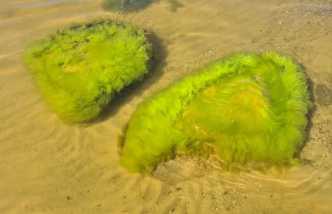 Large rocks covered with green algae lie on sandy seabed on sunny day Stock Photos