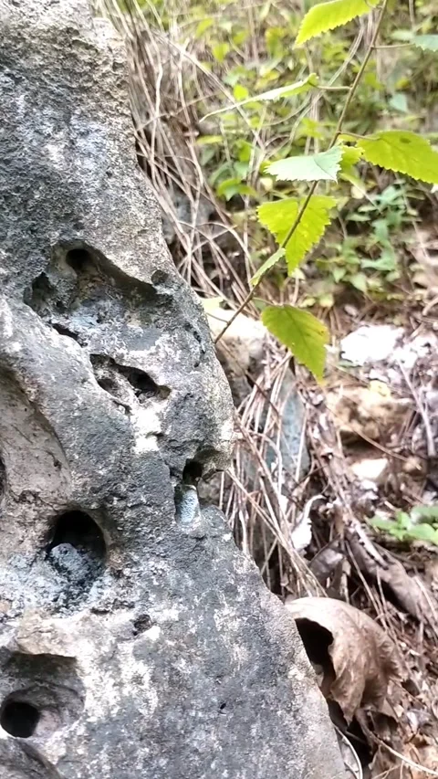 Large rocks covered with various green plants Stock Footage 327452974