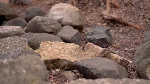 Large Rocks in Forest Stock Footage 171603417