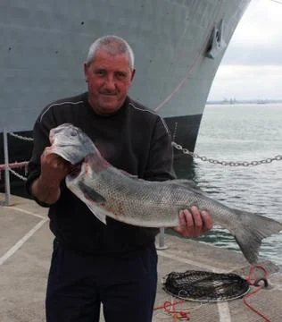 Large rod caught Seabass Stock Photos