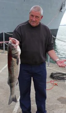 Large rod caught Seabass Stock Photos