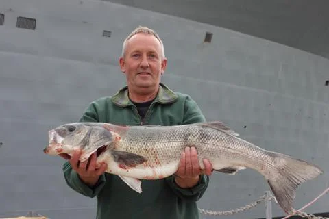 Large rod caught Seabass Stock Photos