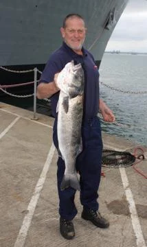 Large rod caught Seabass Stock Photos