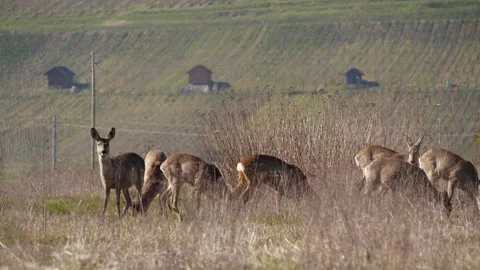 Large Roe Deer Herd in Dry Steppe – 4K Mid Shot Stock-Footage 320175798