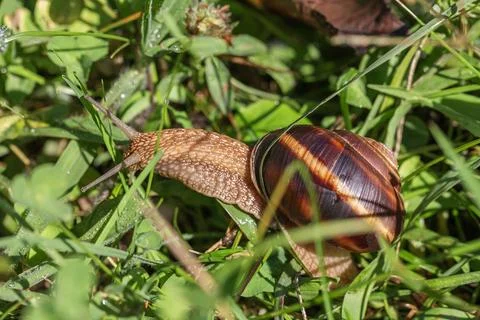 Large Roman Snail Crawling Through Green Grass in Summer Garden Macro Close U Stock Photos