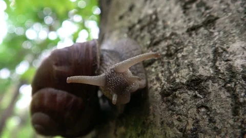 Large roman snail Stock Footage 77209142