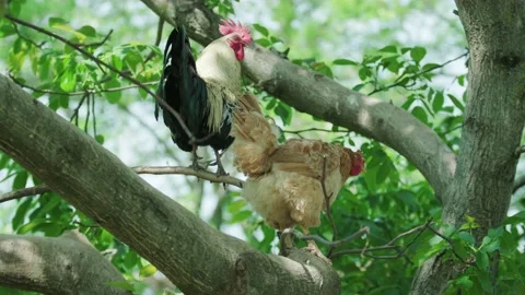 A large rooster stands in the tall branches on a sunny day. Stock Footage 130462369