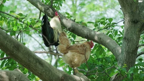 A large rooster stands in the tall branches on a sunny day. Stock Footage 130462402