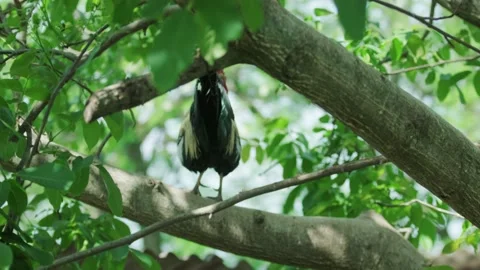 A large rooster stands in the tall branches on a sunny day. 動画素材 130462680