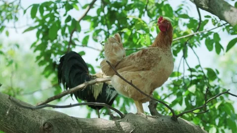 A large rooster stands in the tall branches on a sunny day. 動画素材 130462875