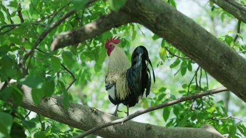 A large rooster stands in the tall branches on a sunny day. Stock Footage 130463664