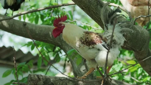 A large rooster stands in the tall branches on a sunny day. Stock Footage 130463715