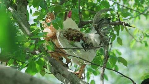 A large rooster stands in the tall branches on a sunny day. Stock Footage 130463931