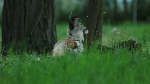 A large rooster stands in the tall grass on a sunny day. 動画素材 129592358