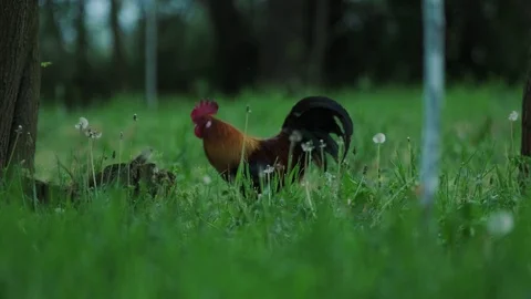 A large rooster stands in the tall grass on a sunny day. Stock Footage 129592394