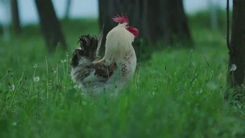 A large rooster stands in the tall grass on a sunny day. Stock Footage 129592630