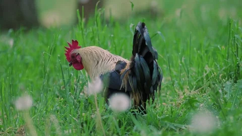 A large rooster stands in the tall grass on a sunny day. Stock Footage 129593457
